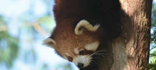 2. Paignton Zoo 
