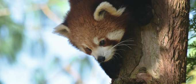 2. Paignton Zoo 