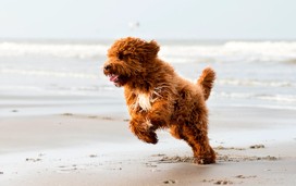 Dog-friendly pubs in Norfolk 