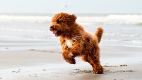 Dog-friendly pubs in Norfolk 