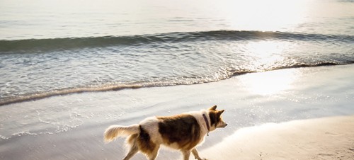 Dog-friendly beaches 