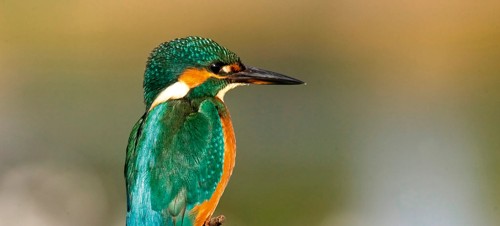 1. RSPB Snettisham Nature Reserve 