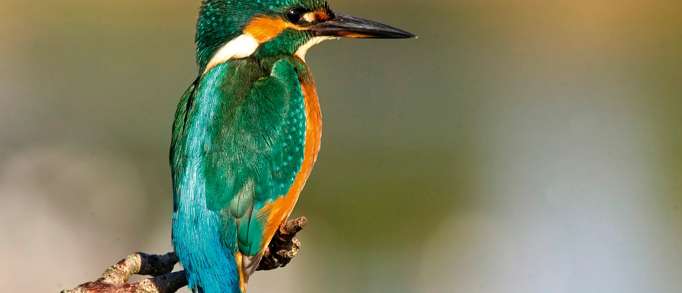 1. RSPB Snettisham Nature Reserve 