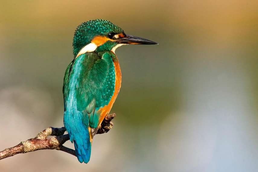1. RSPB Snettisham Nature Reserve 