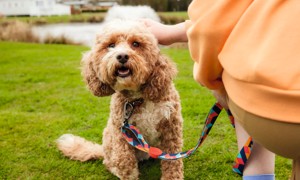 Dogs welcome