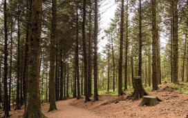 Beacon Fell, near Preston