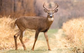 Deer roam freely in the beautiful parkland.