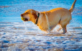 Dog-friendly beach, Yorkshire 