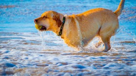 Dog-friendly beach, Yorkshire 