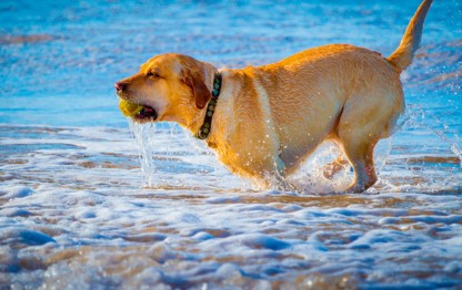 Dog-friendly beach, Yorkshire 