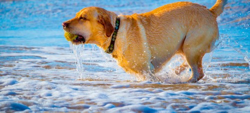 Dog-friendly beach, Yorkshire 