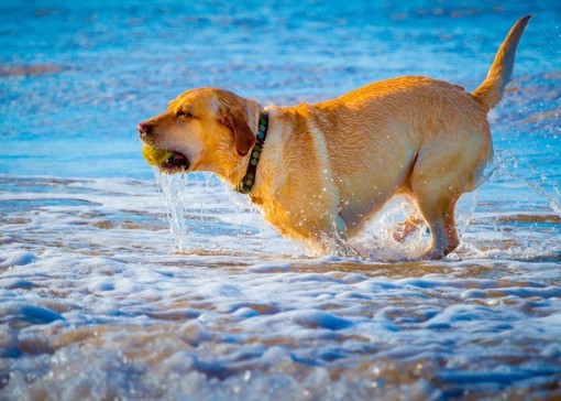 Dog-friendly beaches in Yorkshire