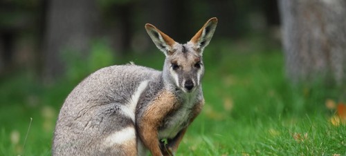 7. Meet some rare animals at Tropiquaria Wildlife Park, Doniford Bay