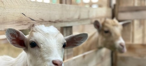1. Heads of Ayr Farm Park