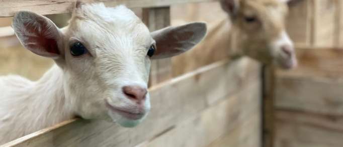 1. Heads of Ayr Farm Park