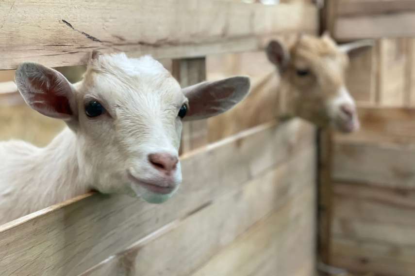 1. Heads of Ayr Farm Park