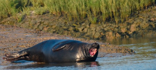 7. Wildlife Boat Trips, Walton-on-the-Naze