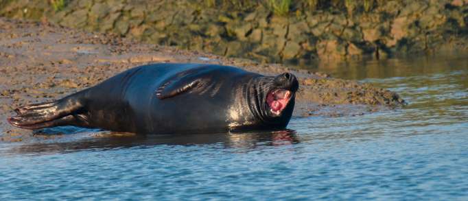 7. Wildlife Boat Trips, Walton-on-the-Naze