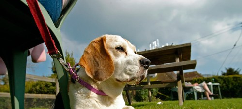Dog-friendly pubs 