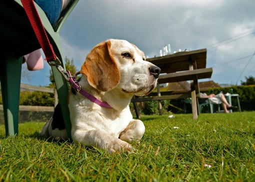 Dog friendly pubs in Kent