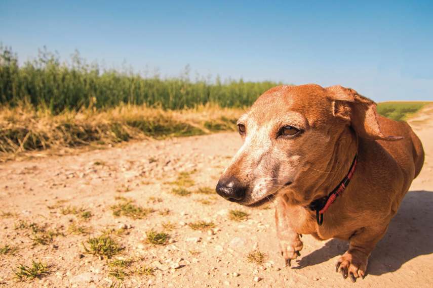 Chapel St Leonards Beach, Chapel St Leonards