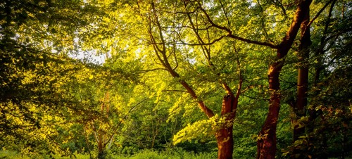8. Weeleyhall Nature Wood Reserve