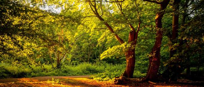 8. Weeleyhall Nature Wood Reserve