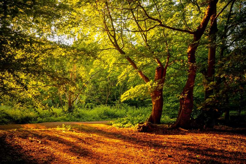 8. Weeleyhall Nature Wood Reserve
