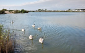 Kids admire the swans on the lagoon by Church Farm.
