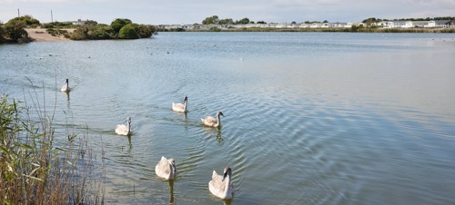 Kids admire the swans on the lagoon by Church Farm.