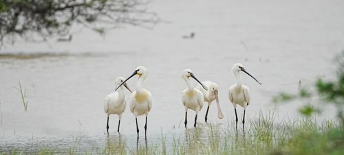 Filey Dams Nature Reserve 
