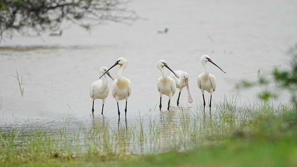 Filey Dams Nature Reserve 