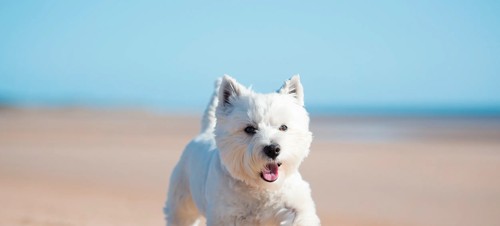 Dog friendly holidays
