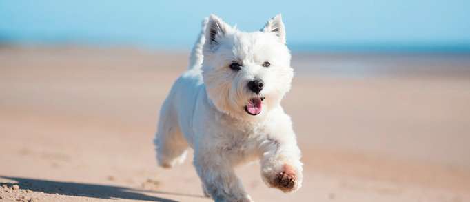 Dog friendly holidays