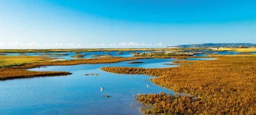 1. Rye Harbour Nature Reserve