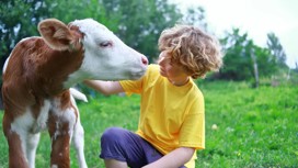 Boy petting a calf on a farm