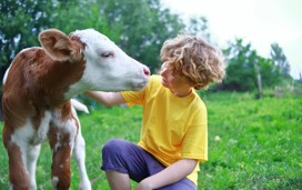 Boy petting a calf on a farm