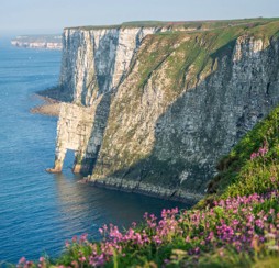 Bempton Cliffs