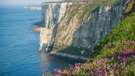 Bempton Cliffs