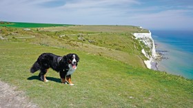 Dog-friendly beach, Kent