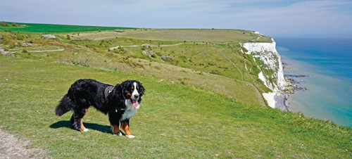 Dog-friendly beach, Kent