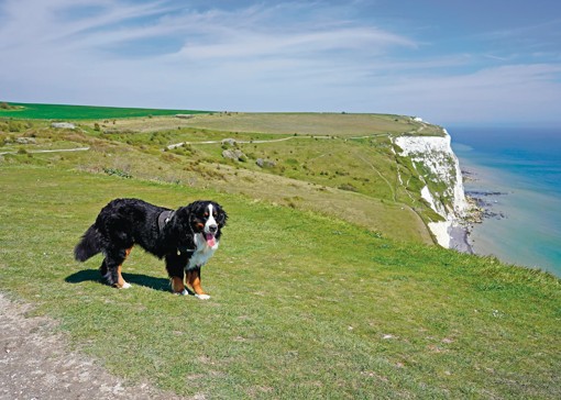 Dog-friendly beaches in Kent 