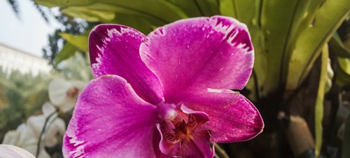 2. Belleisle Conservatory
