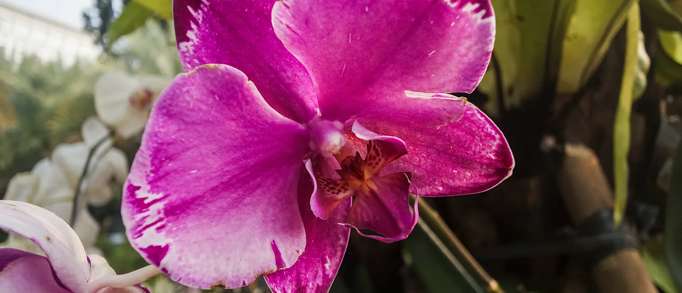 2. Belleisle Conservatory