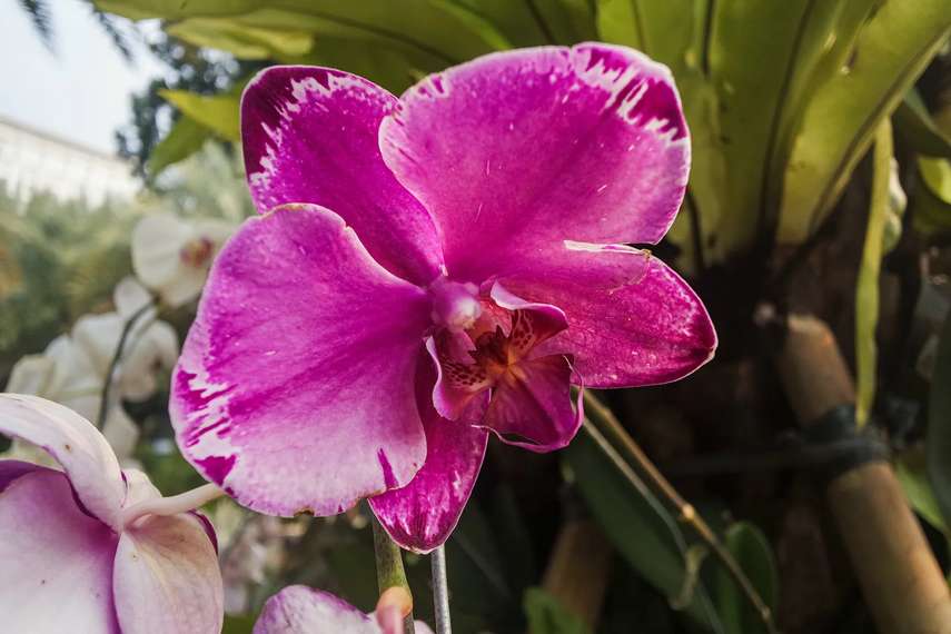 2. Belleisle Conservatory