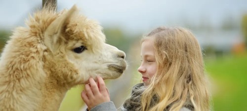 11. Big Sky Alpacas