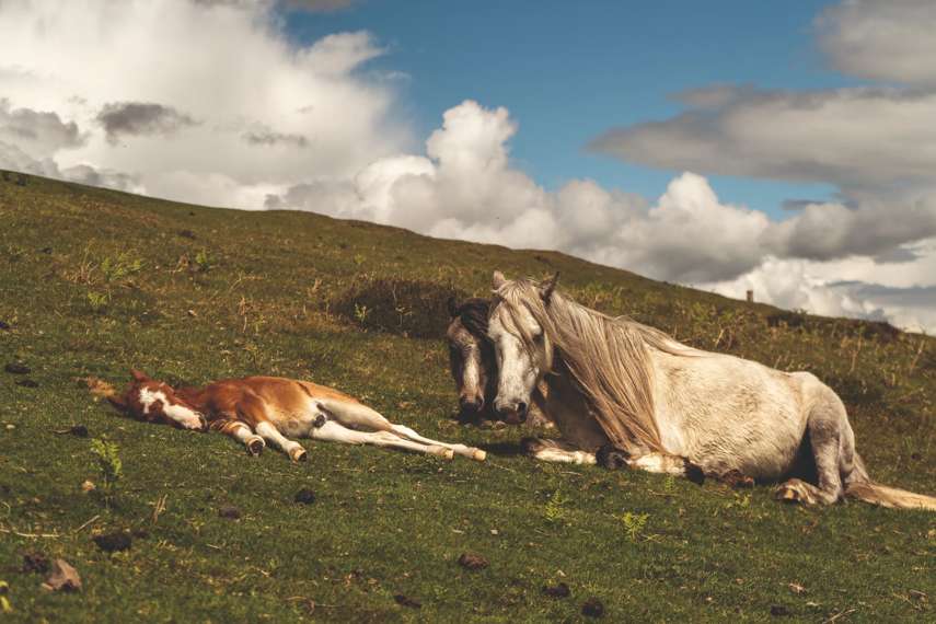 Ramsey Island Nature Reserve 