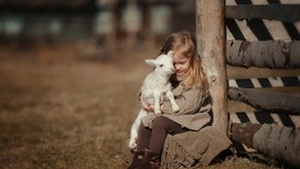 A little girl with lamb on the farm. She sits by the fence and hugs the lamb.