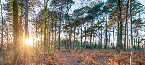 Connect with nature in the Wareham Forest