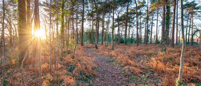 Connect with nature in the Wareham Forest